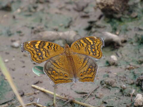 Image of Junonia chorimene Guérin-Meneville 1844