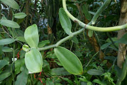 Image of Vanilla imperialis Kraenzl.