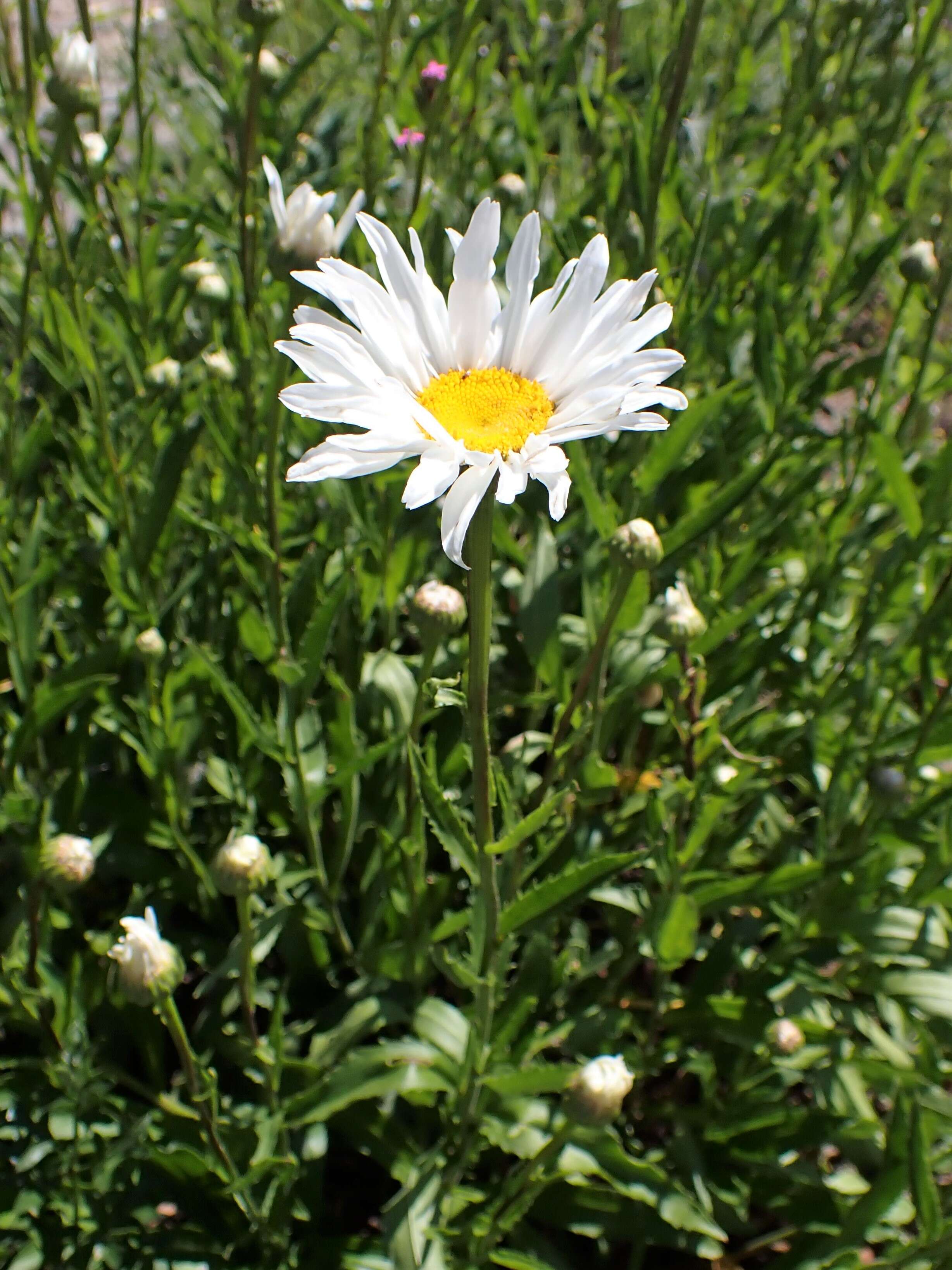 Image of max chrysanthemum