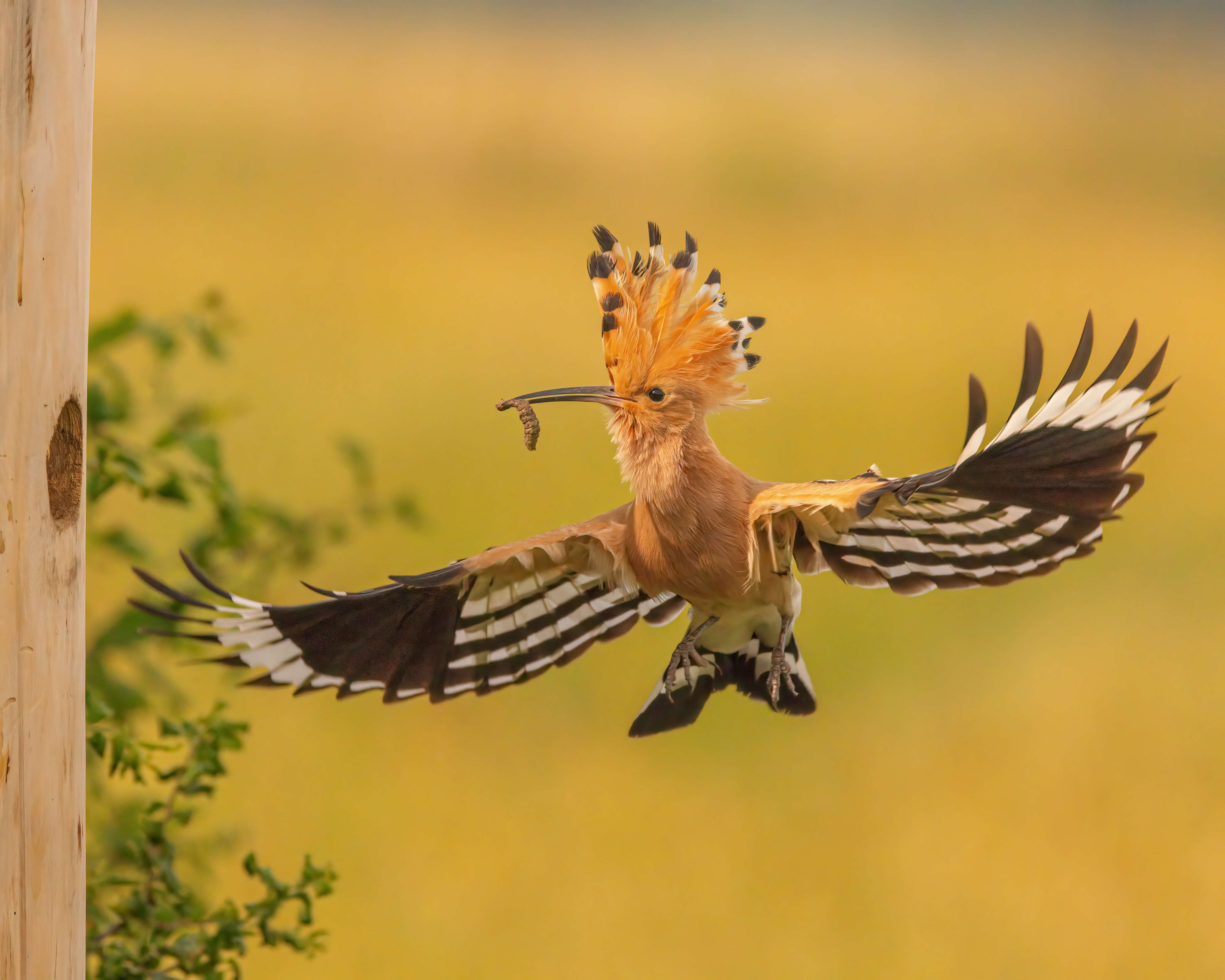 Imagem de Upupa Linnaeus 1758