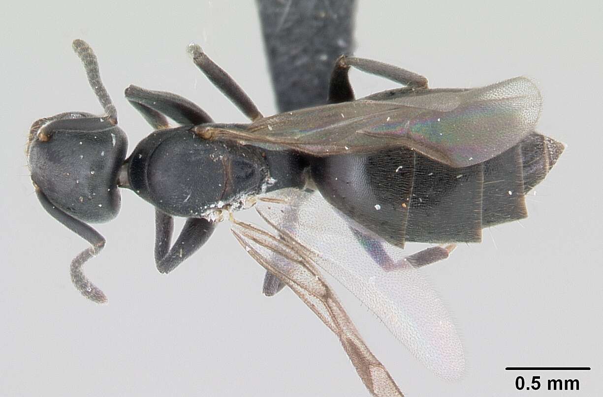 Image of Ant