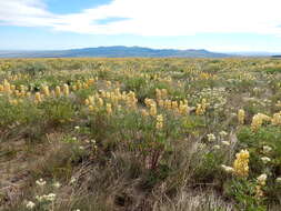 Imagem de Lupinus arbustus Lindl.