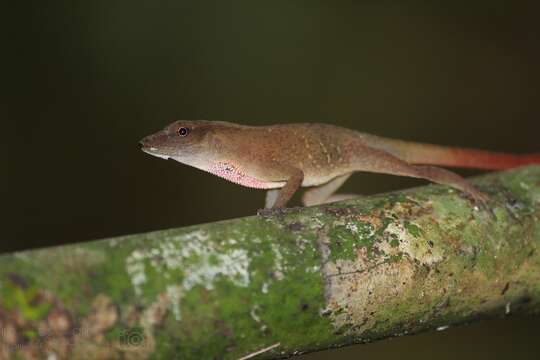 Image of Lesser Scaly Anole