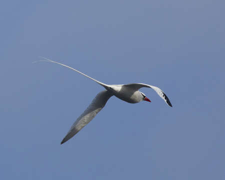 Image of Red-billed Tropicbird