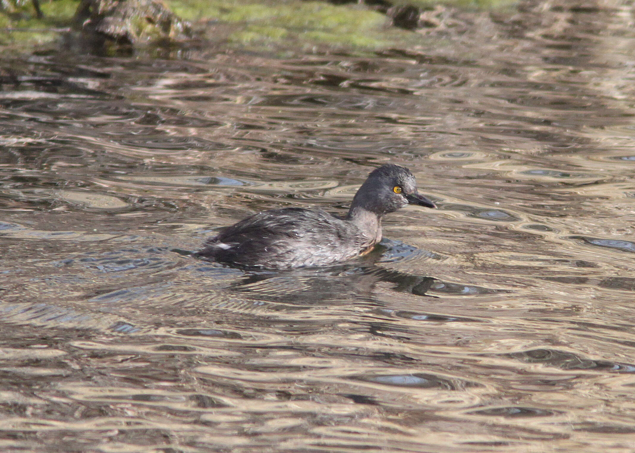 Imagem de Tachybaptus dominicus (Linnaeus 1766)