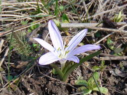 Image of Colchicum bulbocodium Ker Gawl.