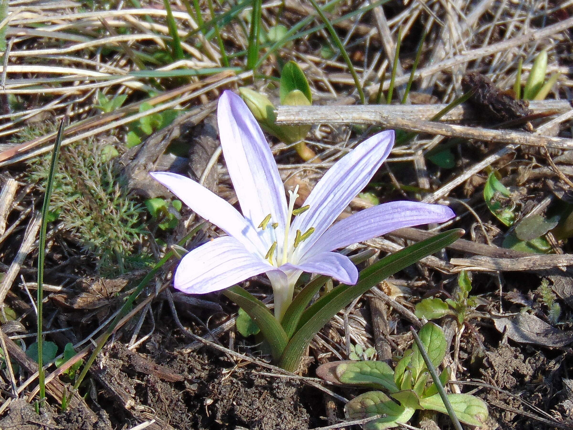 Image of Colchicum bulbocodium Ker Gawl.