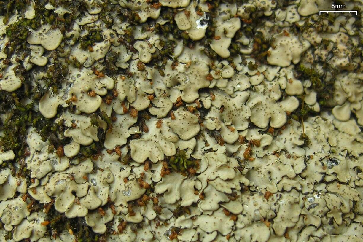 Image of Placidium arboreum