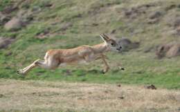 Image de Antilope Pallas 1766