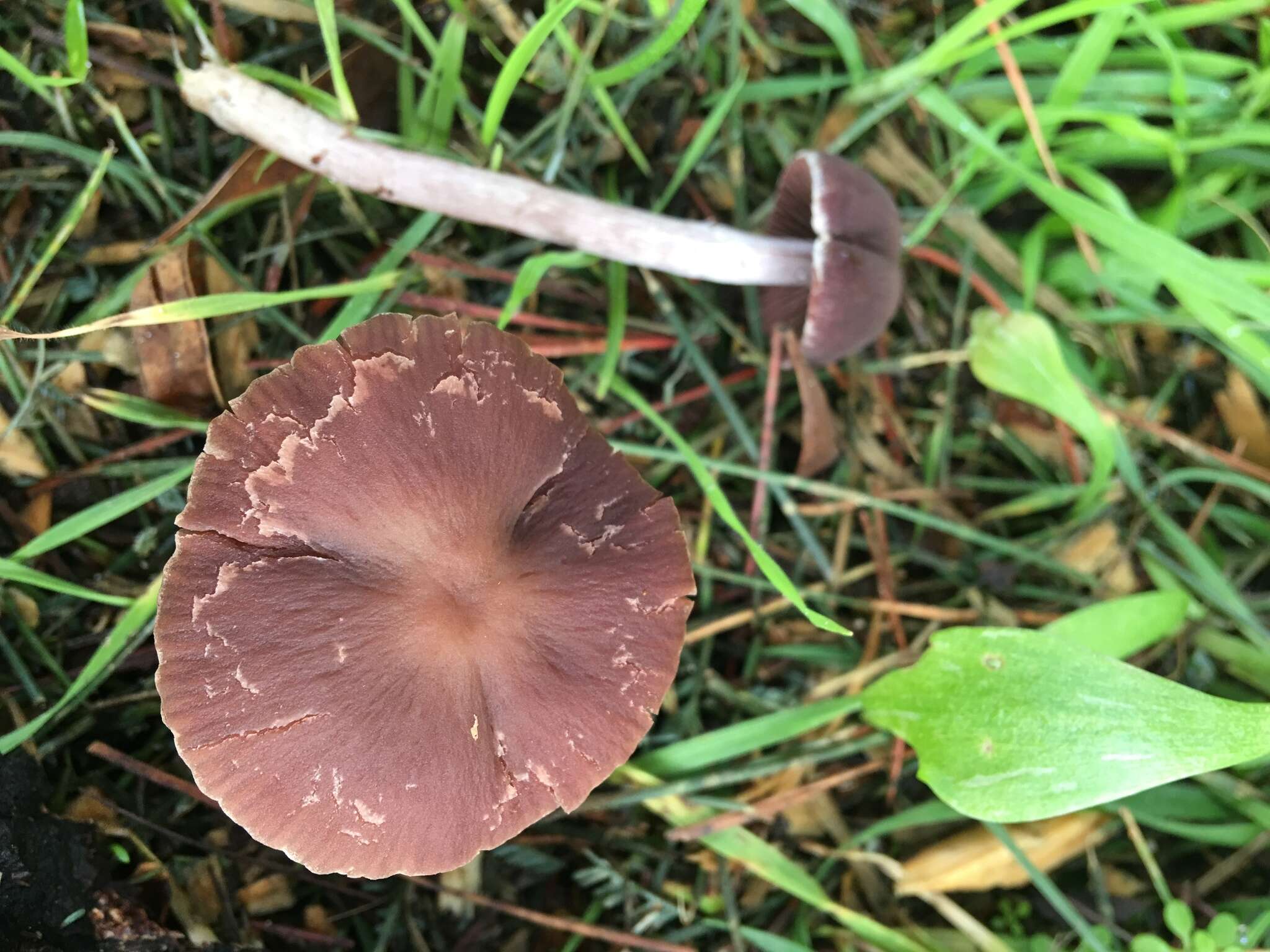 Image of Psathyrella bipellis (Quél.) A. H. Sm. 1946