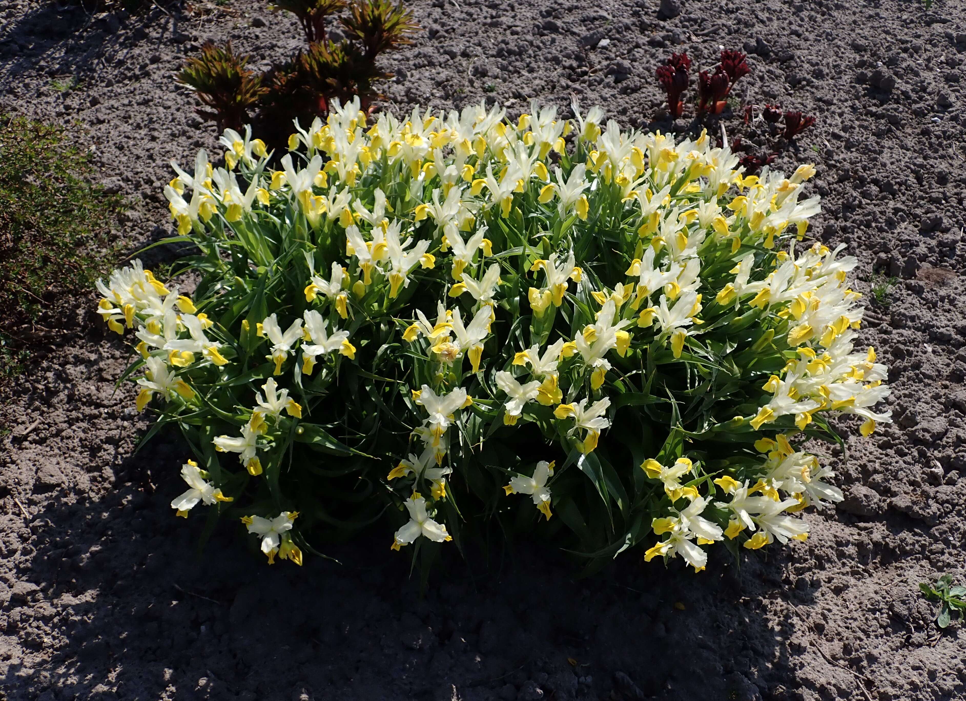 Image of Iris bucharica Foster