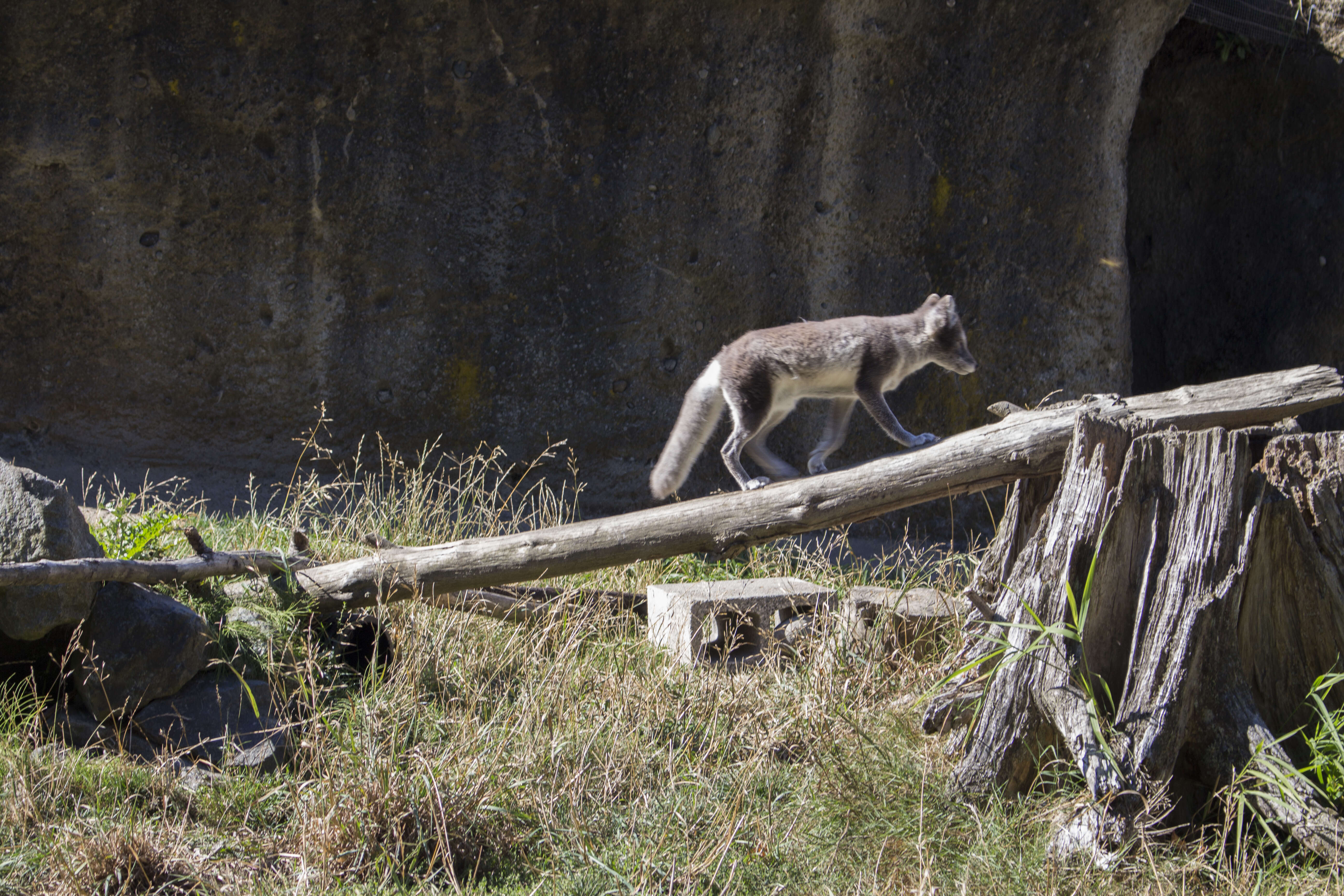 Image of Arctic Fox