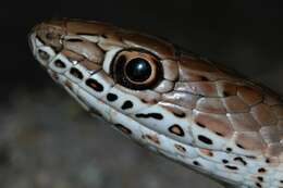 Image of Olive Whip Snake