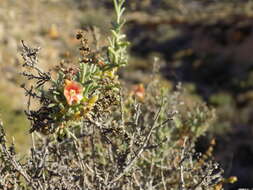 Imagem de Salsola oppositifolia Desf.