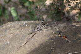 صورة Agama lionotus Boulenger 1896