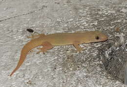 Image of Common House Gecko