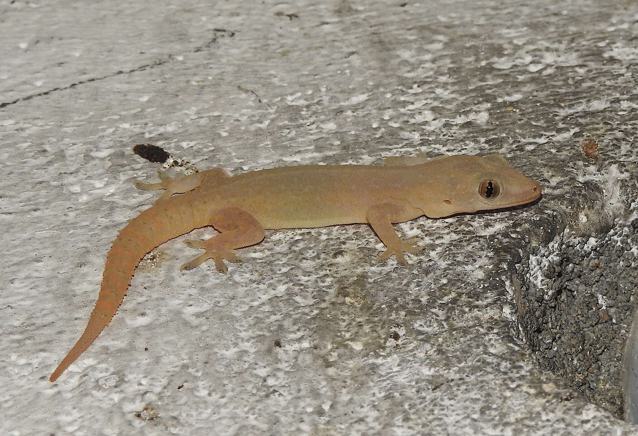 Image of Common House Gecko