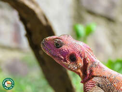 Image of Mwanza Flat-headed Rock Agama