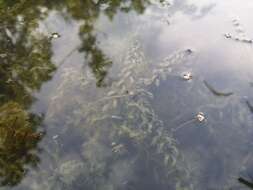 Image of western waterweed