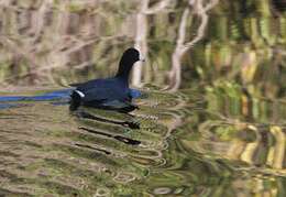 Image of Fulica Linnaeus 1758