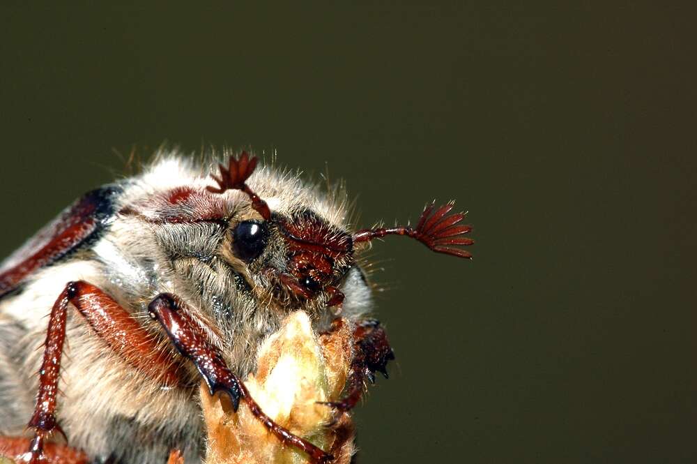 Image of chestnut cockchafer