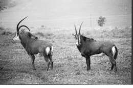 Image of Roan Antelope