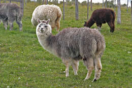 Image of Guanaco