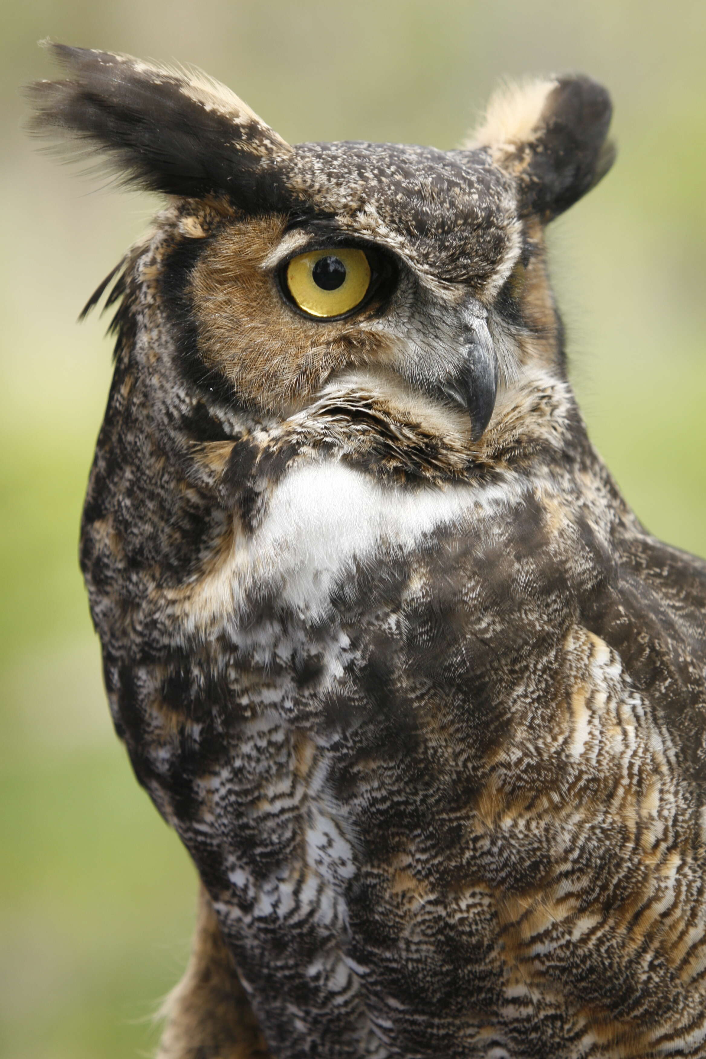 Image of Great Horned Owl