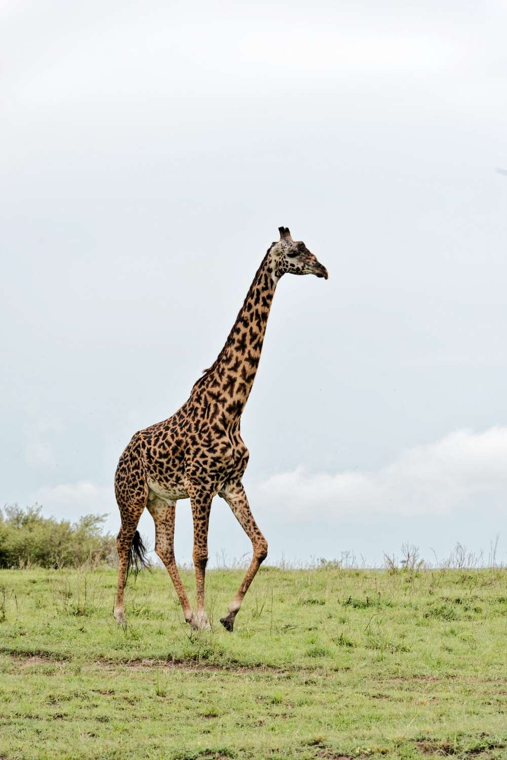 Image of Giraffes