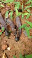 Image of New Guinea rosewood