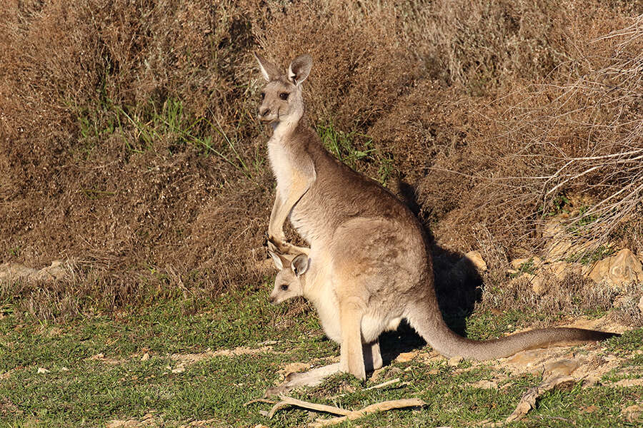 Image of kangaroo