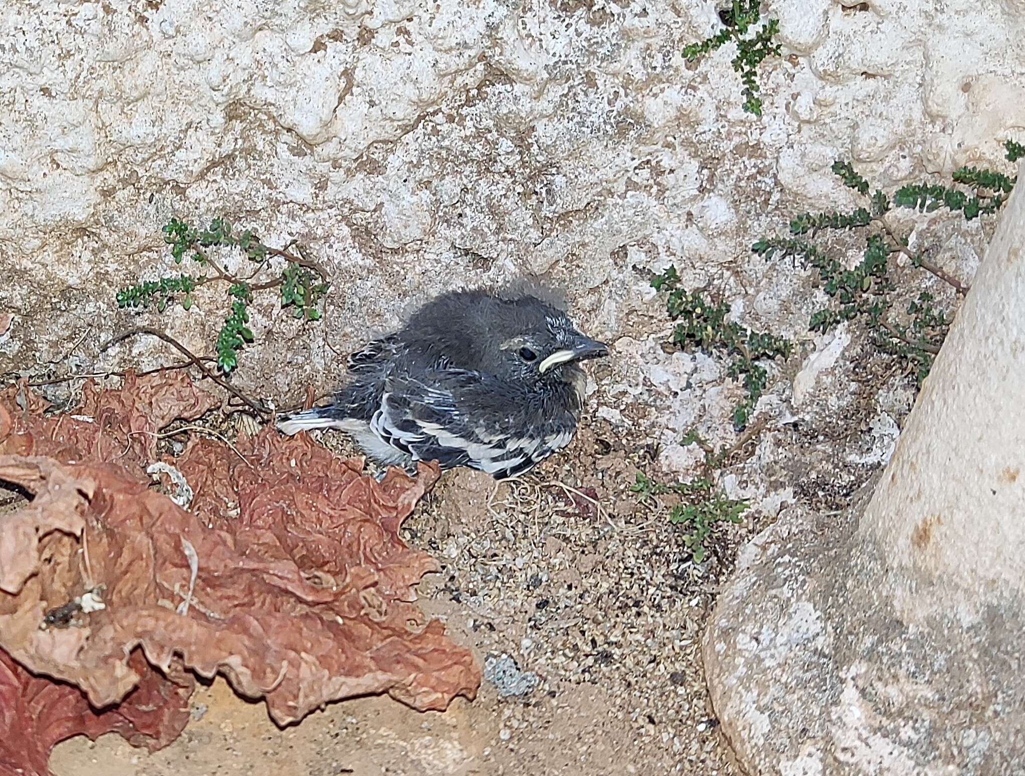 Image of White-browed Wagtail