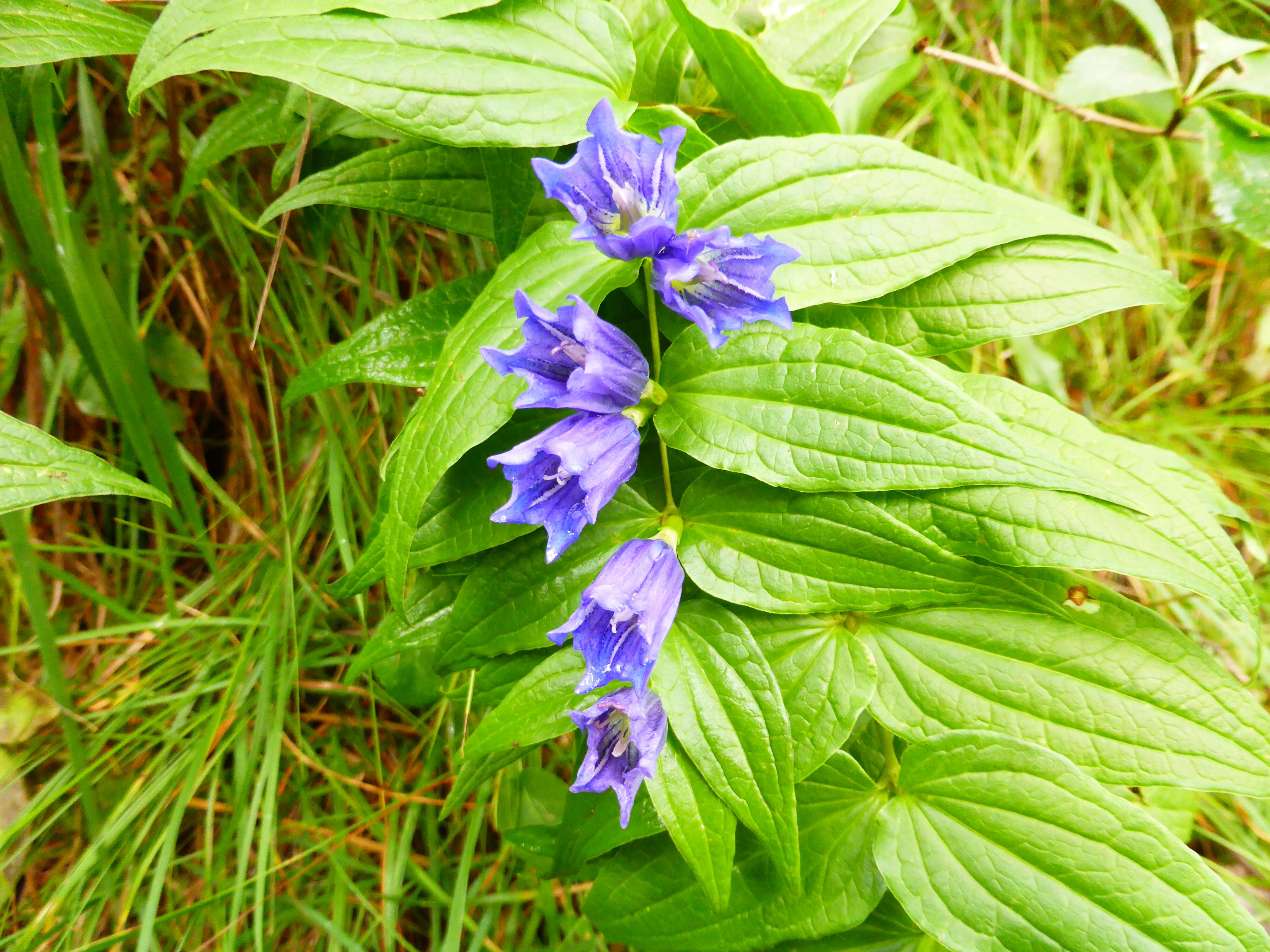 Image of Gentiana asclepiadea L.