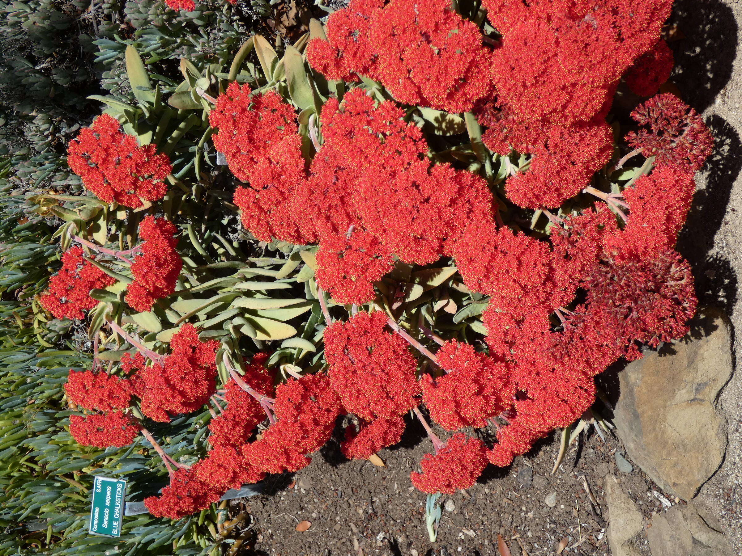 Image of Crassula perfoliata var. minor (Haw.) Rowley