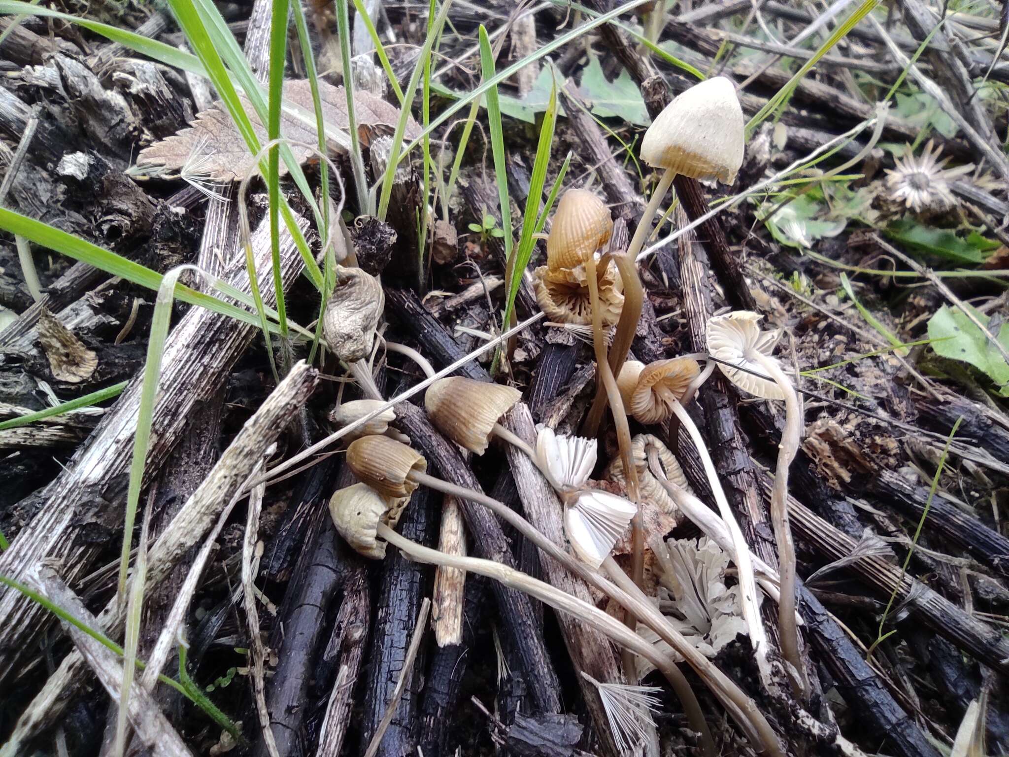 Image of Late-season bonnet