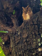 Image of Indian Scops Owl