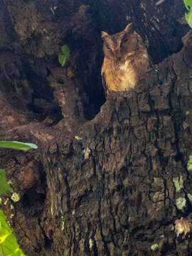 Image of Indian Scops Owl