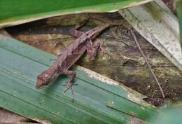 Plancia ëd Anolis tropidonotus Peters 1863