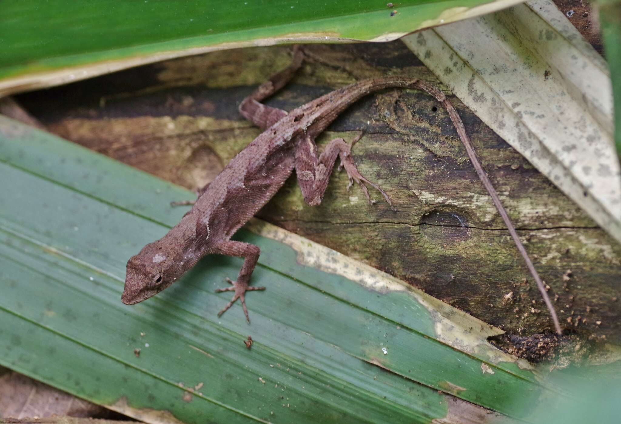 Plancia ëd Anolis tropidonotus Peters 1863