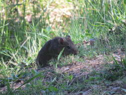 Image of Brazilian Guinea Pig