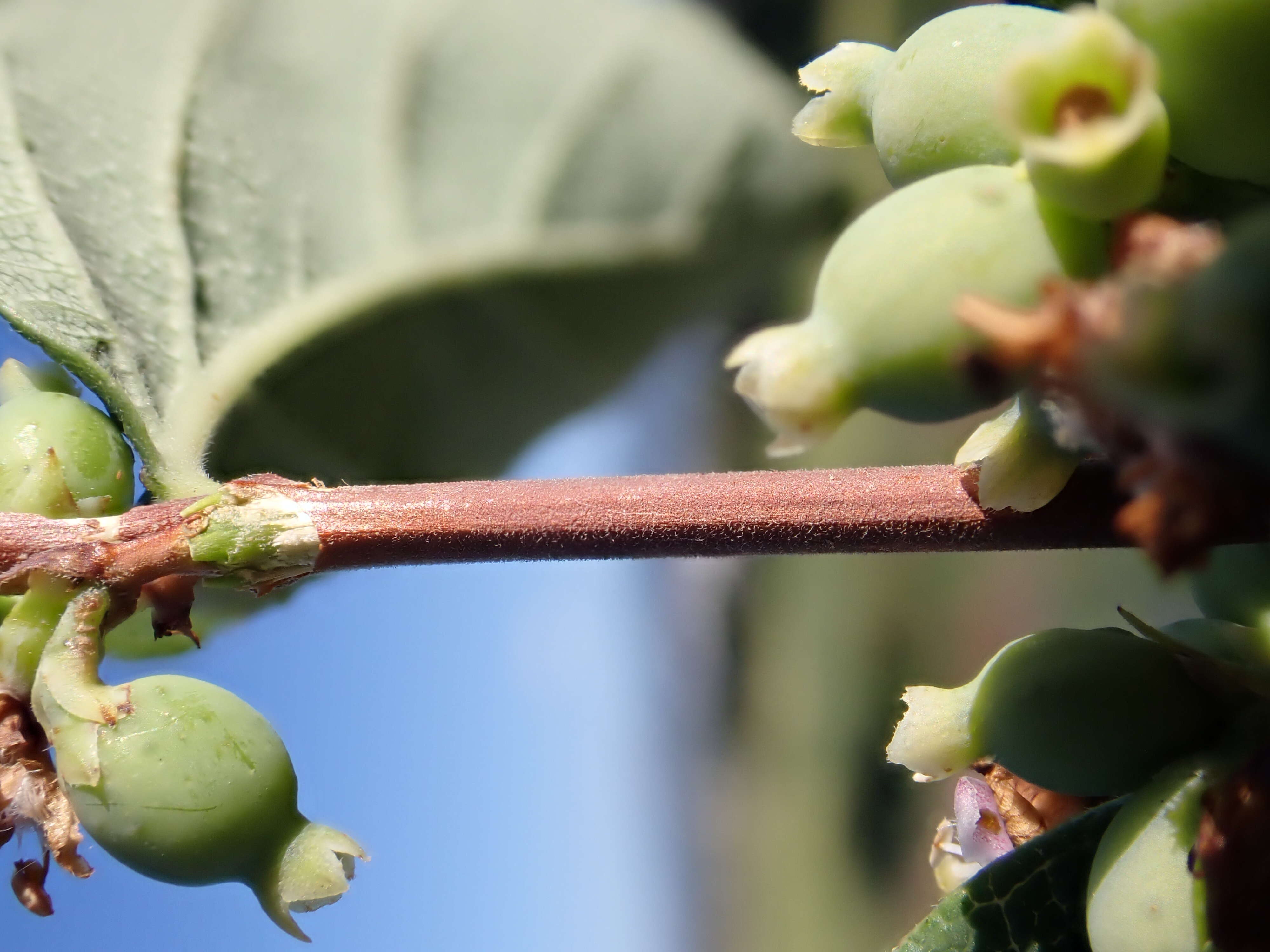 Image of western snowberry