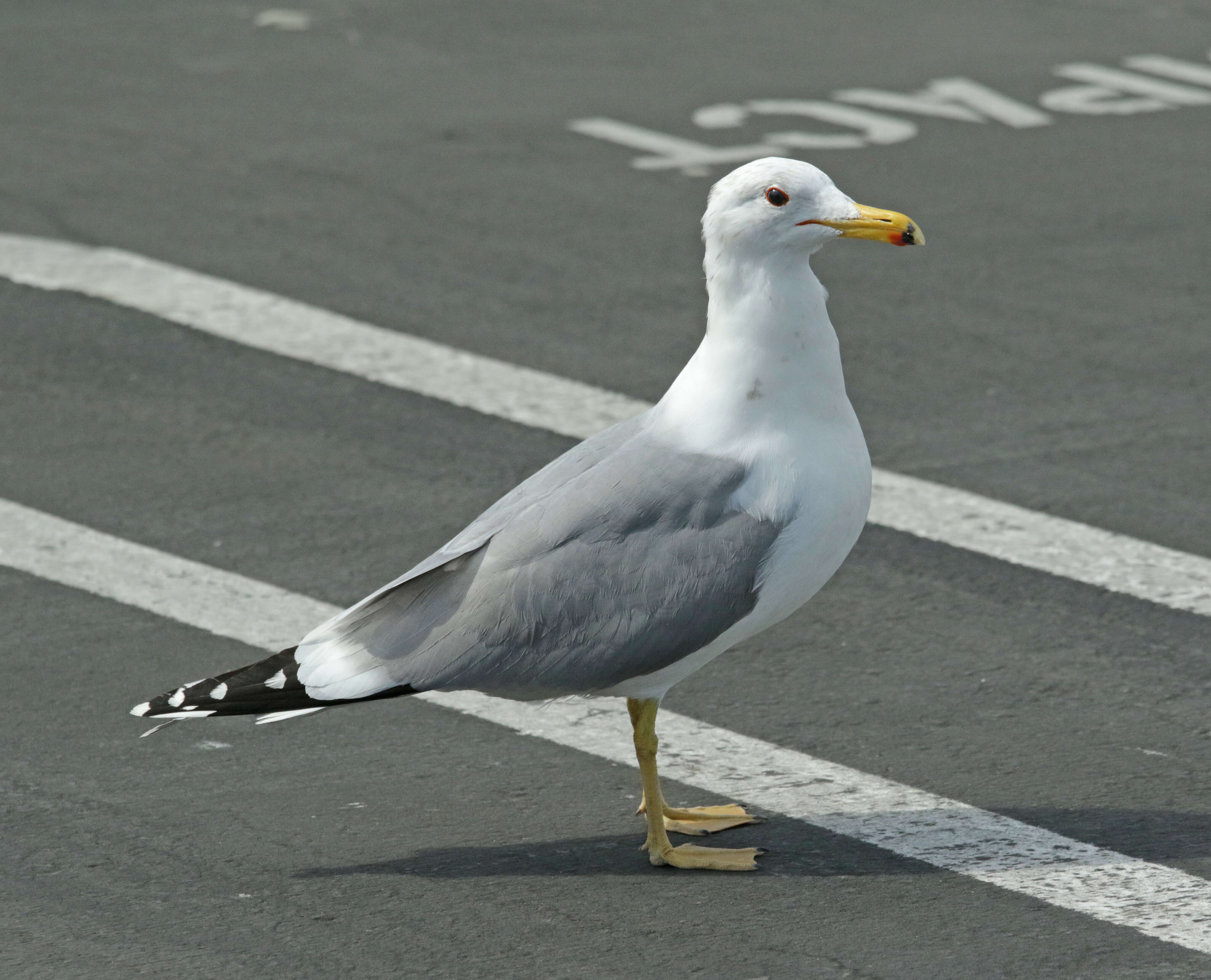 Image of California Gull