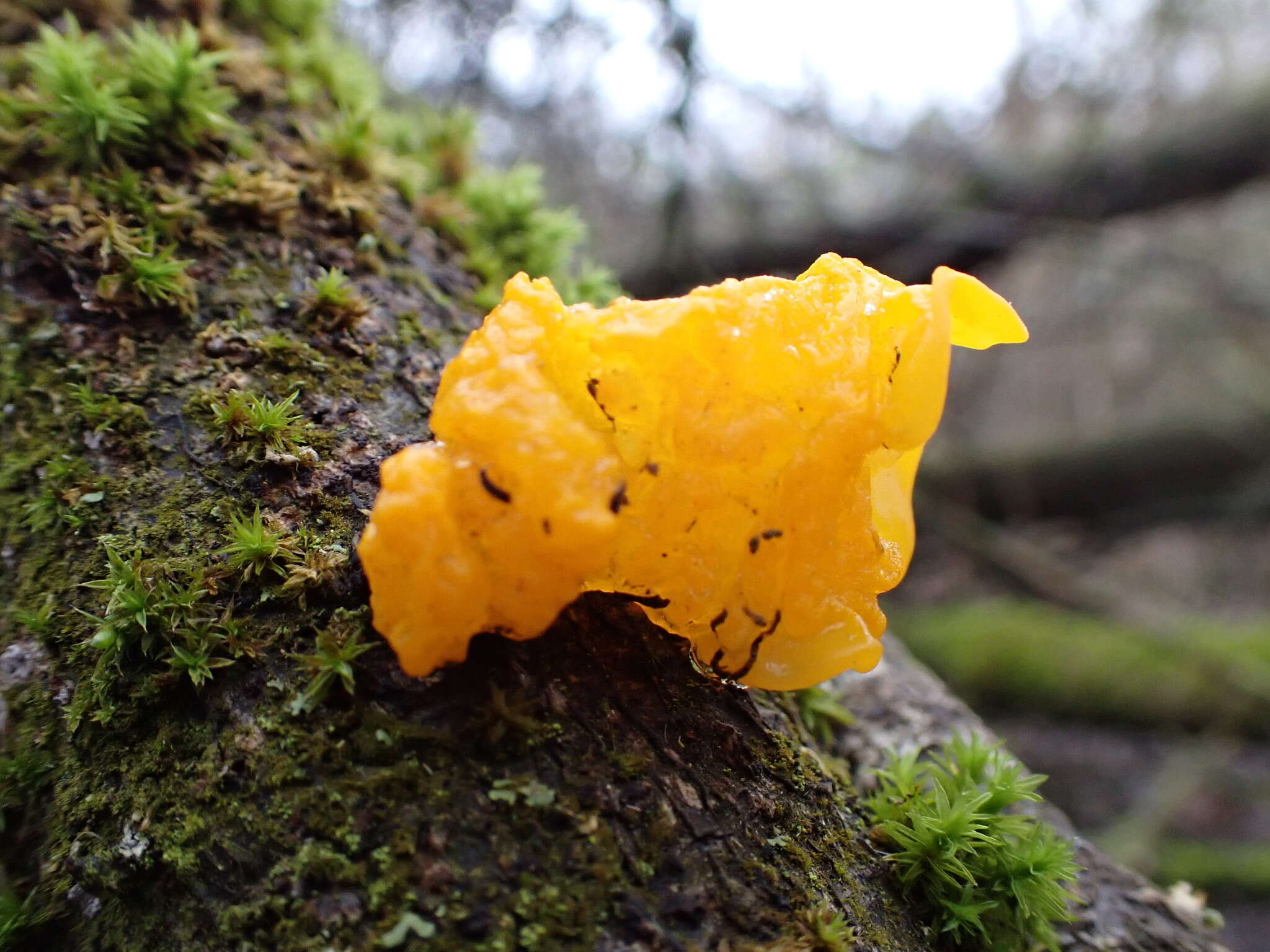 Image of Witches butter