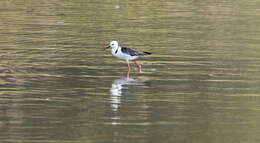 Image of Pied Stilt