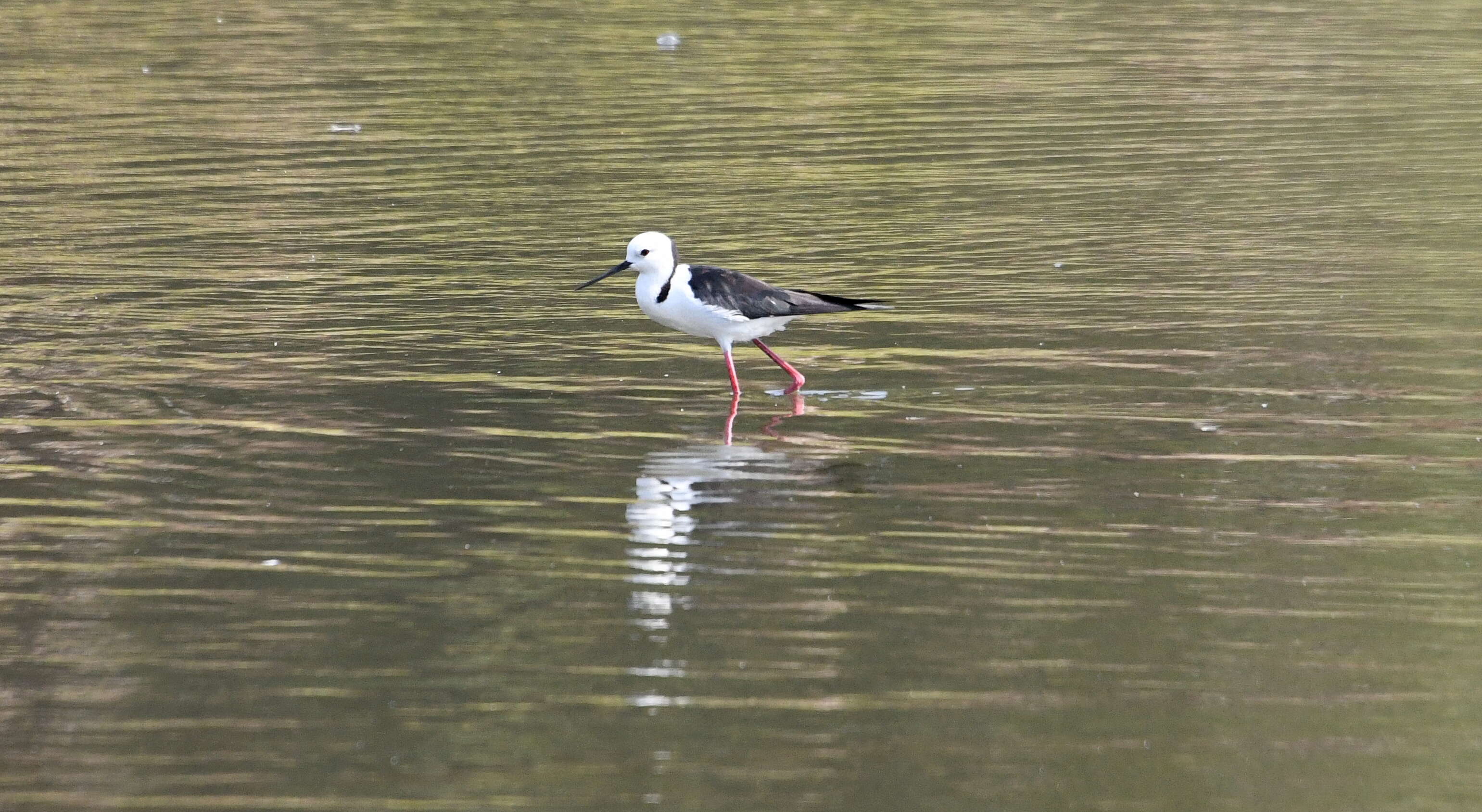 Image of Pied Stilt