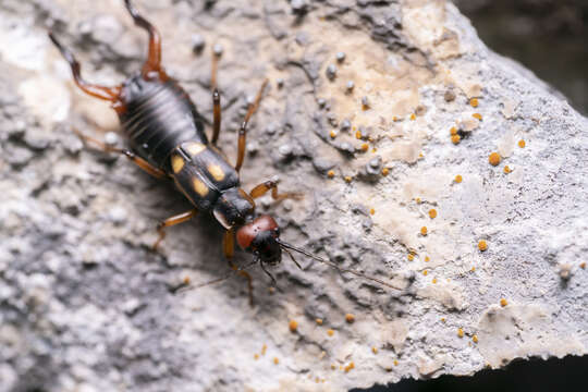 Image of Two-spotted Earwig