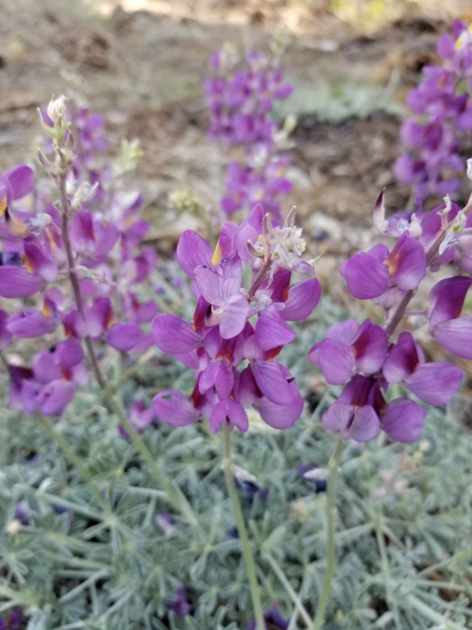 Imagem de Lupinus excubitus M. E. Jones