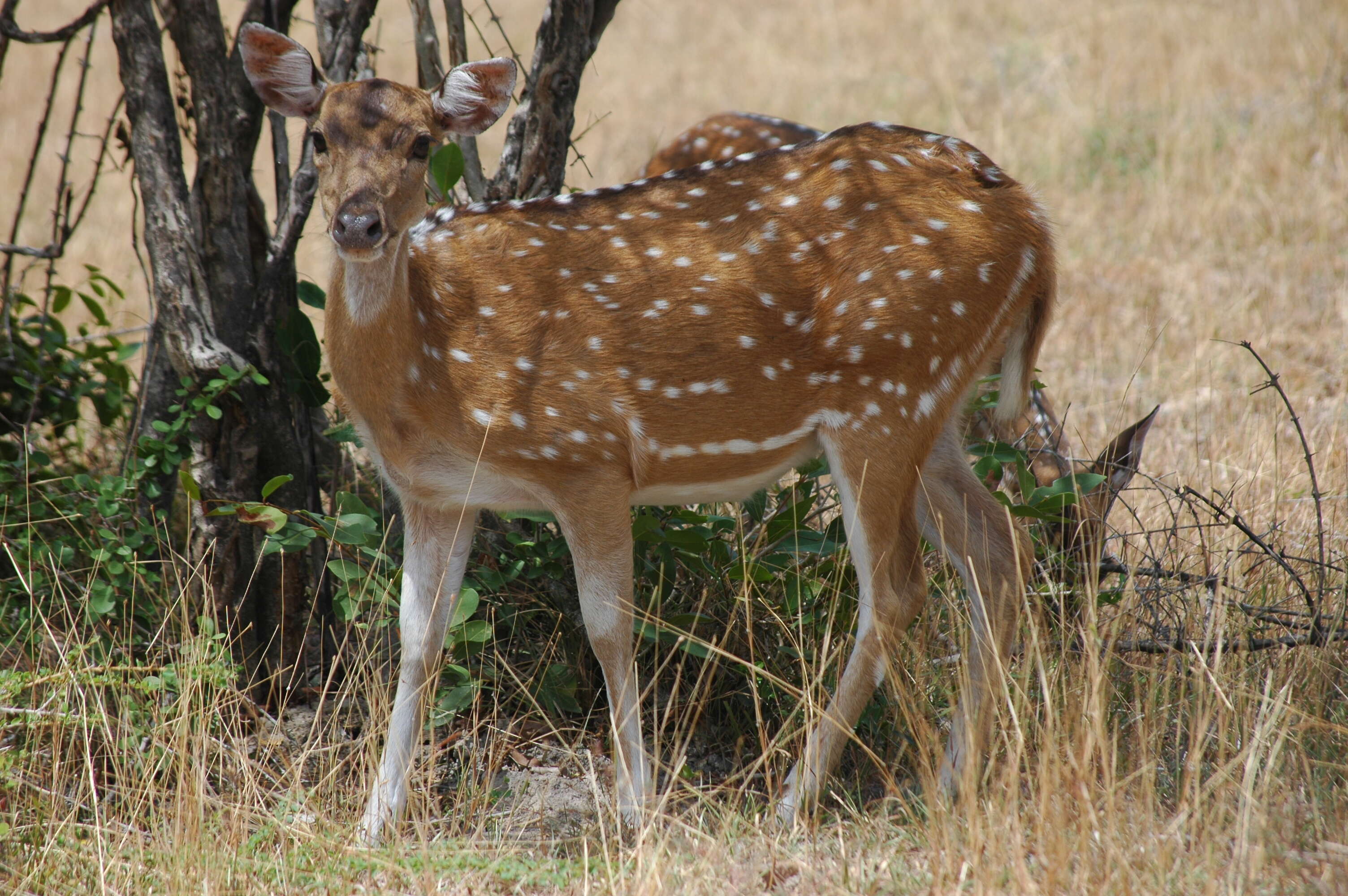 Слика од Axis axis ceylonensis