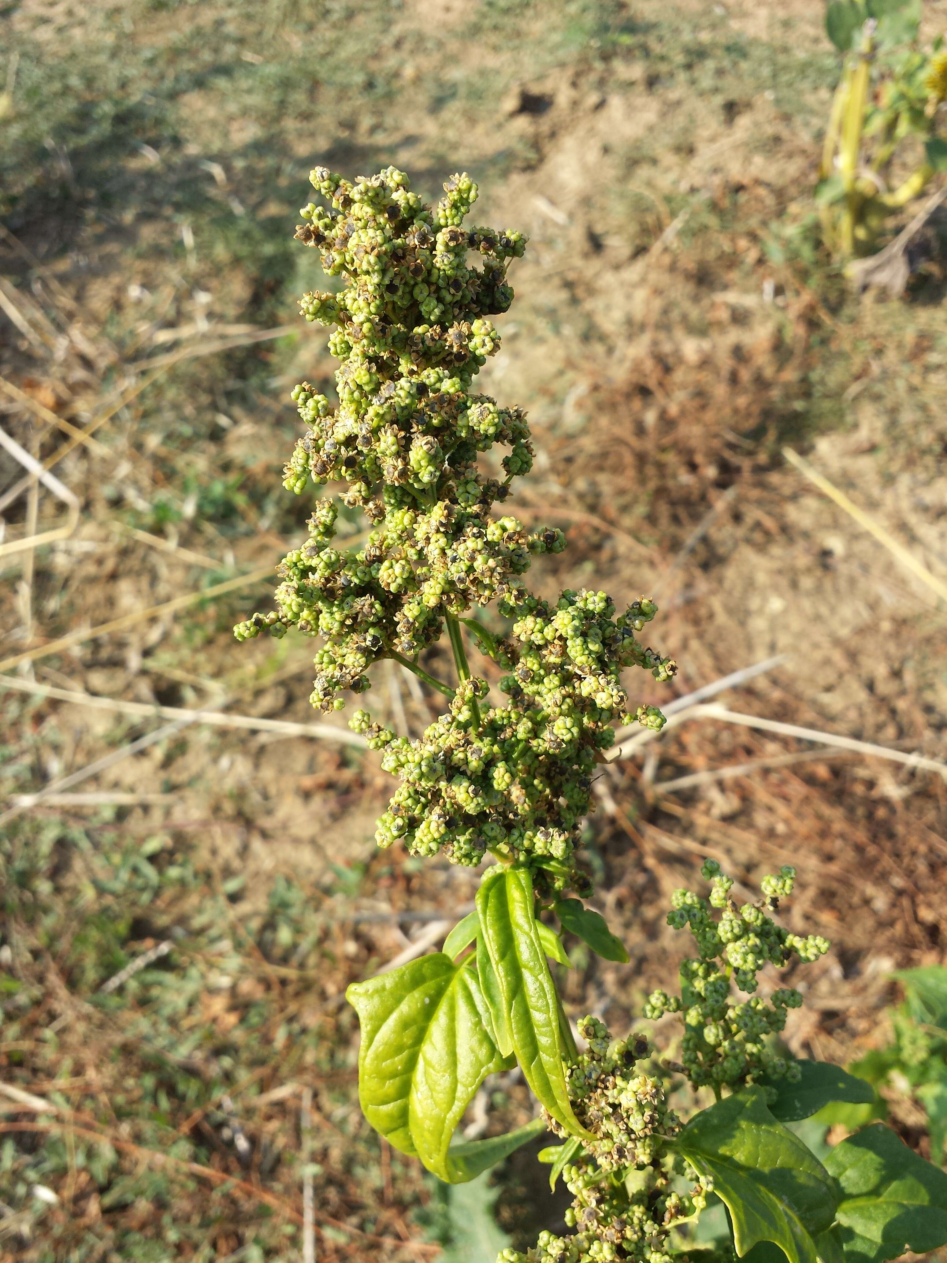 Image de Chenopodiastrum hybridum (L.) S. Fuentes, Uotila & Borsch