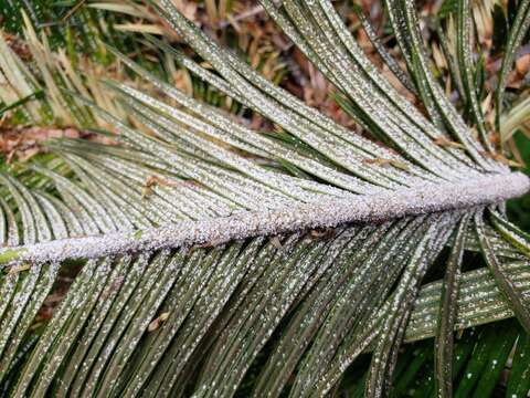 Image of Cycad aulacaspis scale